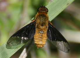 Chrysanthrax cypris